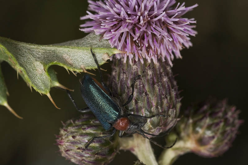 Gaurotes virginea